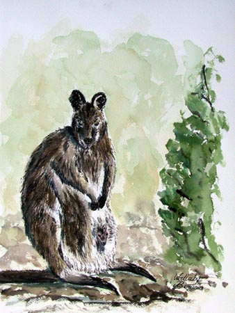 Wallaby