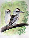 Kookaburra