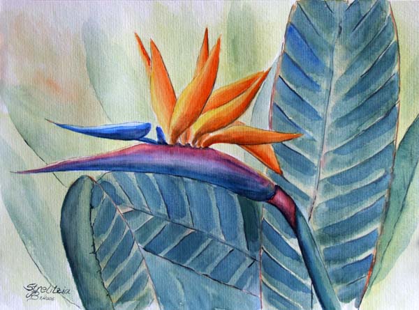 Strelitzia