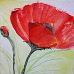 Mohn-1