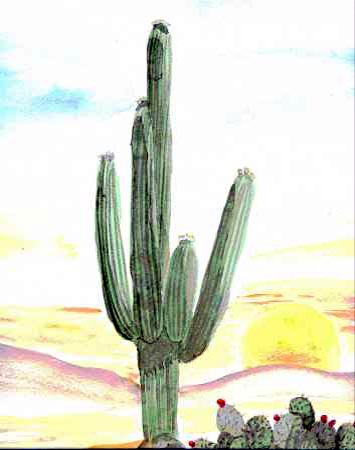 Saguaro