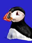 Puffin